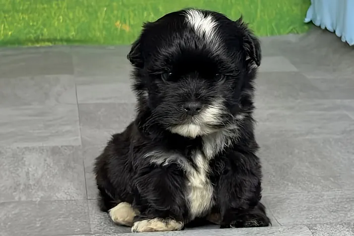 希少犬種ハバニーズ 男の子 ハチ君