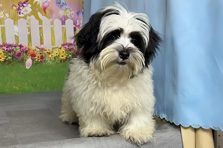 希少犬種ハバニーズ 男の子 ロイ君